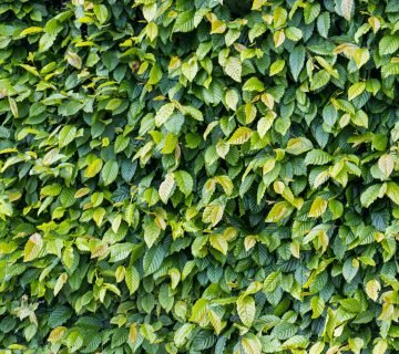 Alles over beukenhagen