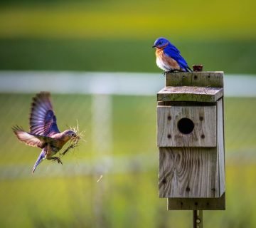 De beste locaties in je tuin voor een vogelhuisje