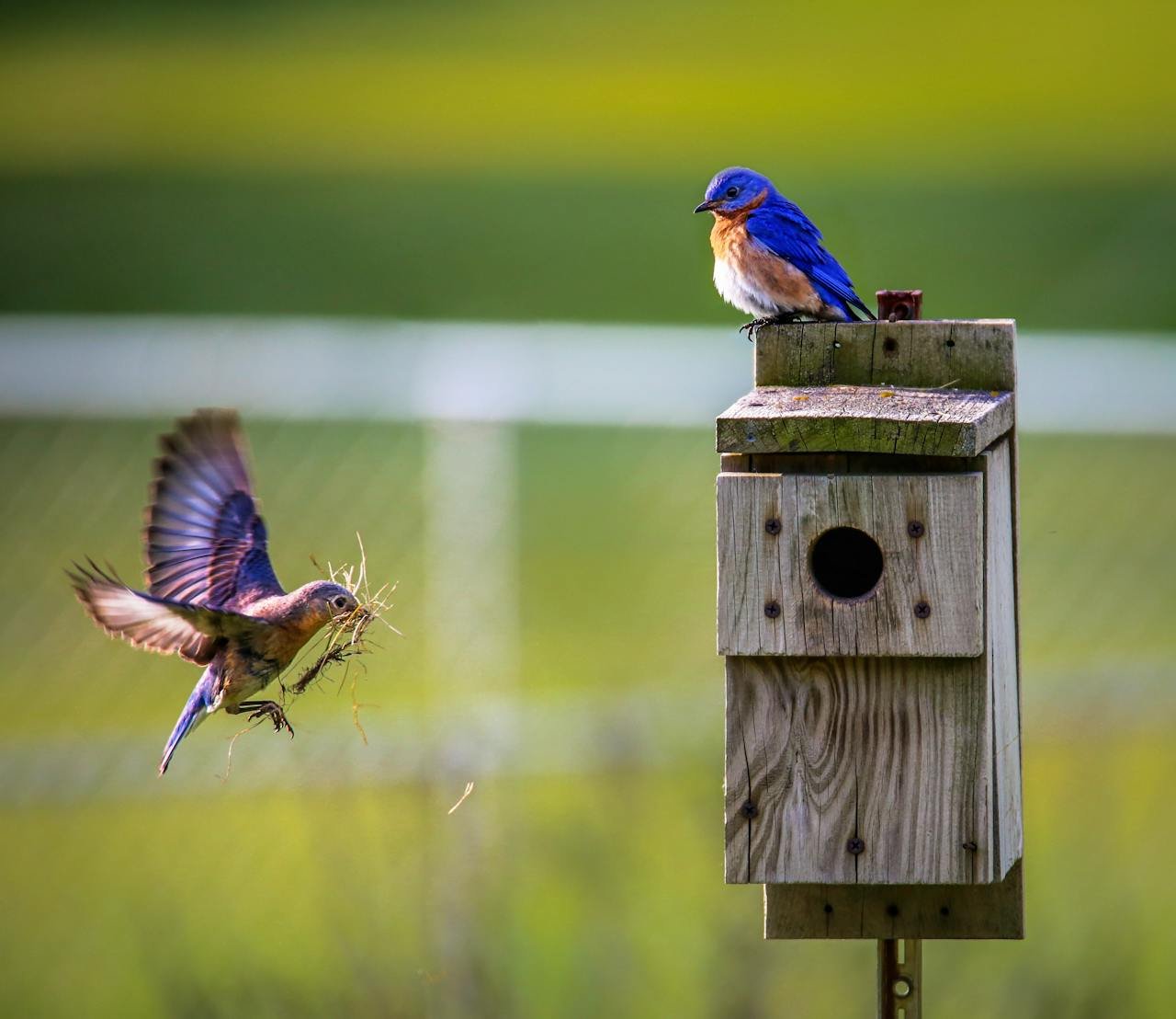 De beste locaties in je tuin voor een vogelhuisje