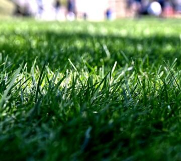 Graszaad zaaien in oktober of toch wachten tot het voorjaar