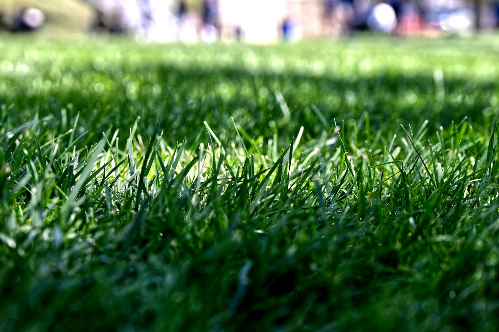 Graszaad zaaien in oktober of toch wachten tot het voorjaar