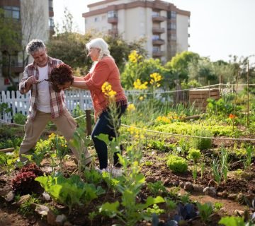 Je eigen moestuin beginnen