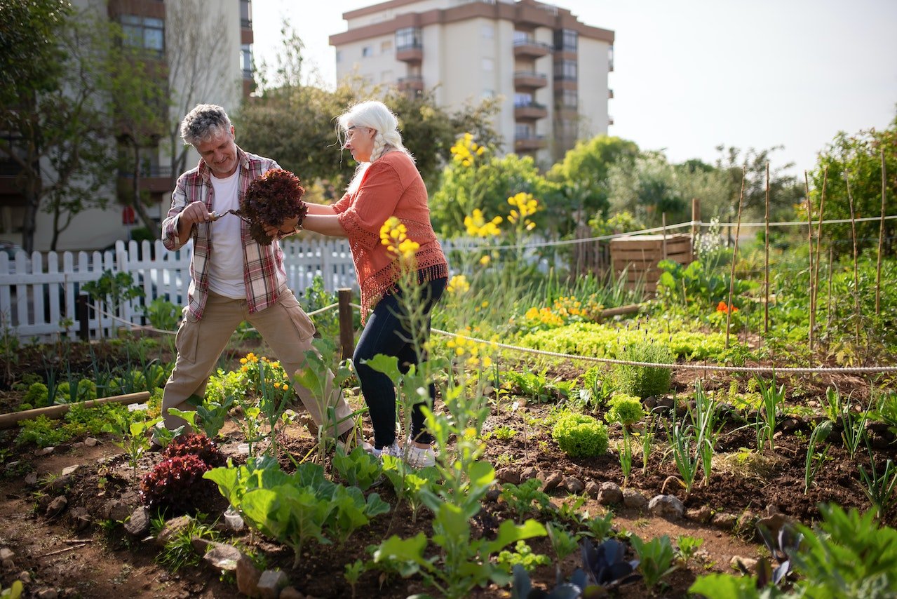 Je eigen moestuin beginnen