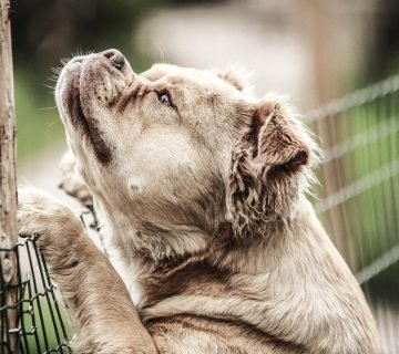 Met de hond op vakantie