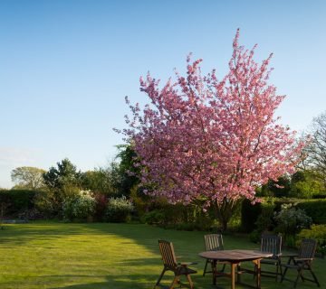 Prunus lusitanica Brenelia haag in de tuin