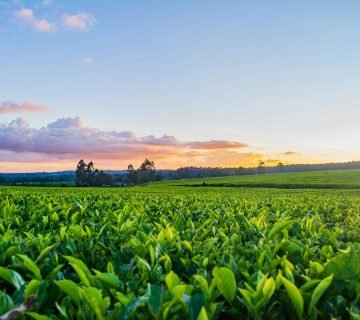 Reinigingsmiddelen voor landbouw