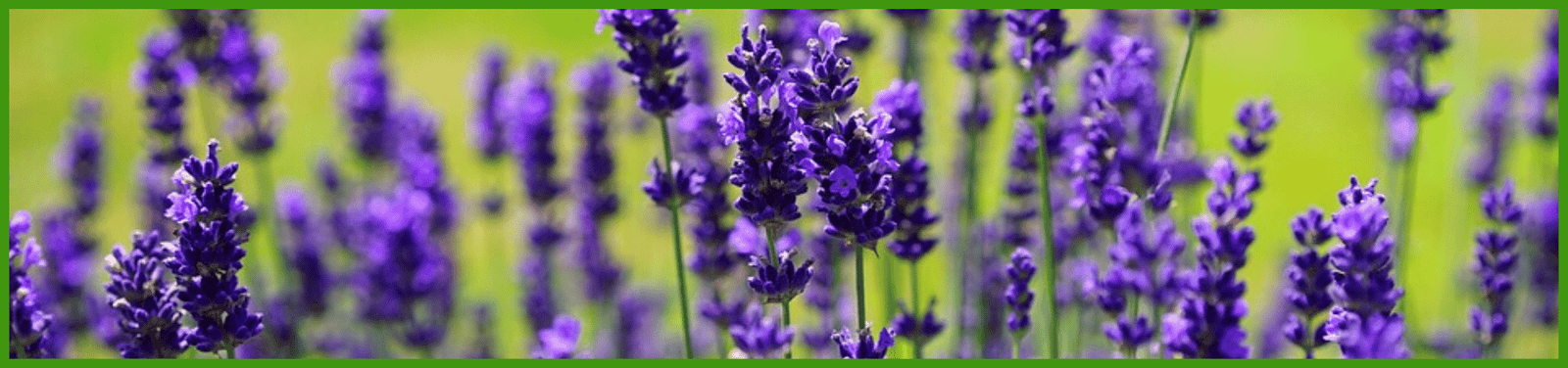 lavendel