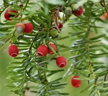 Taxus Baccata haag kopen
