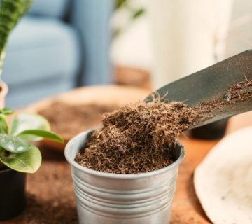 Waarom kokospotgrond in plaats van normale aarde potgrond