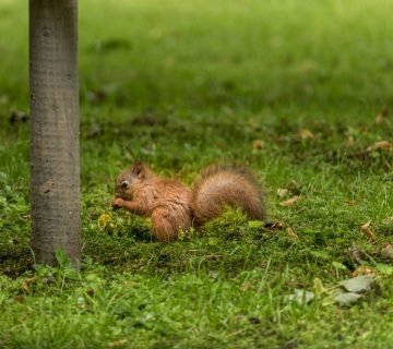 Wie kruipt er door je tuin