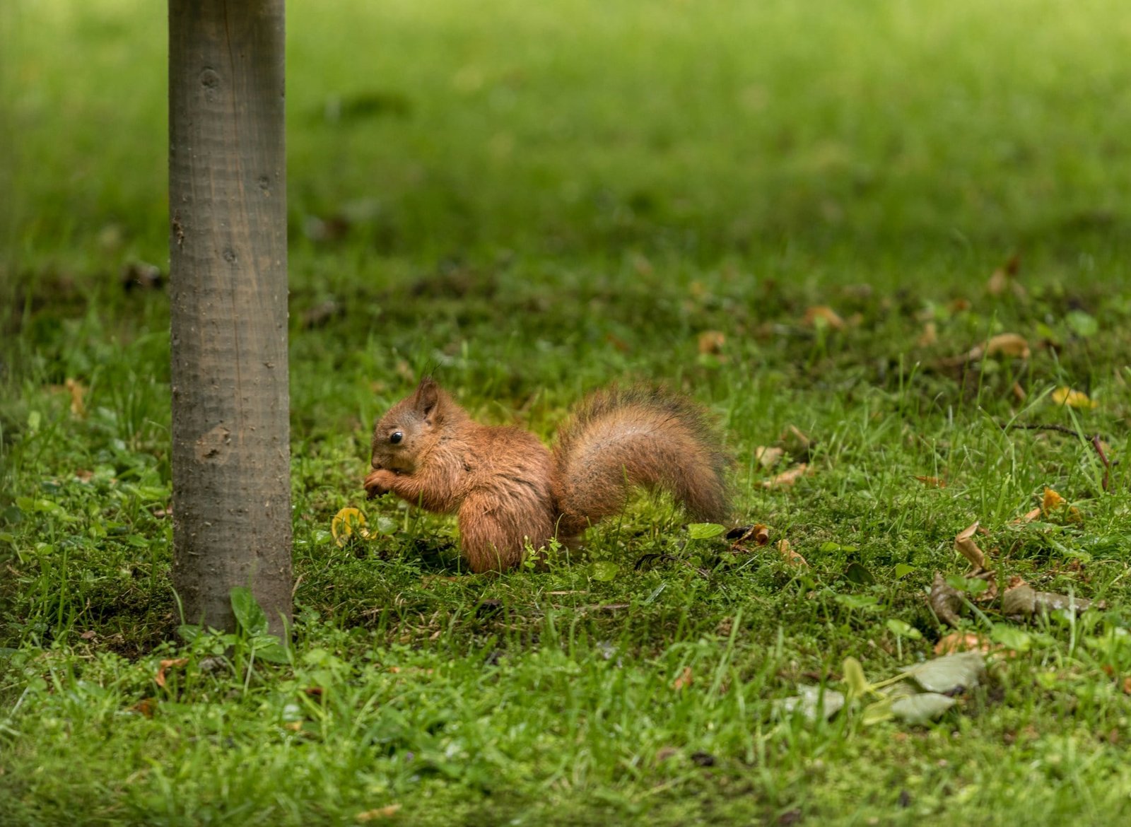 Wie kruipt er door je tuin