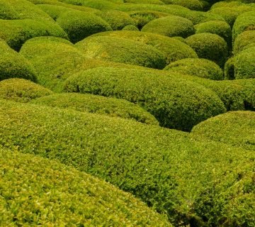Buxus