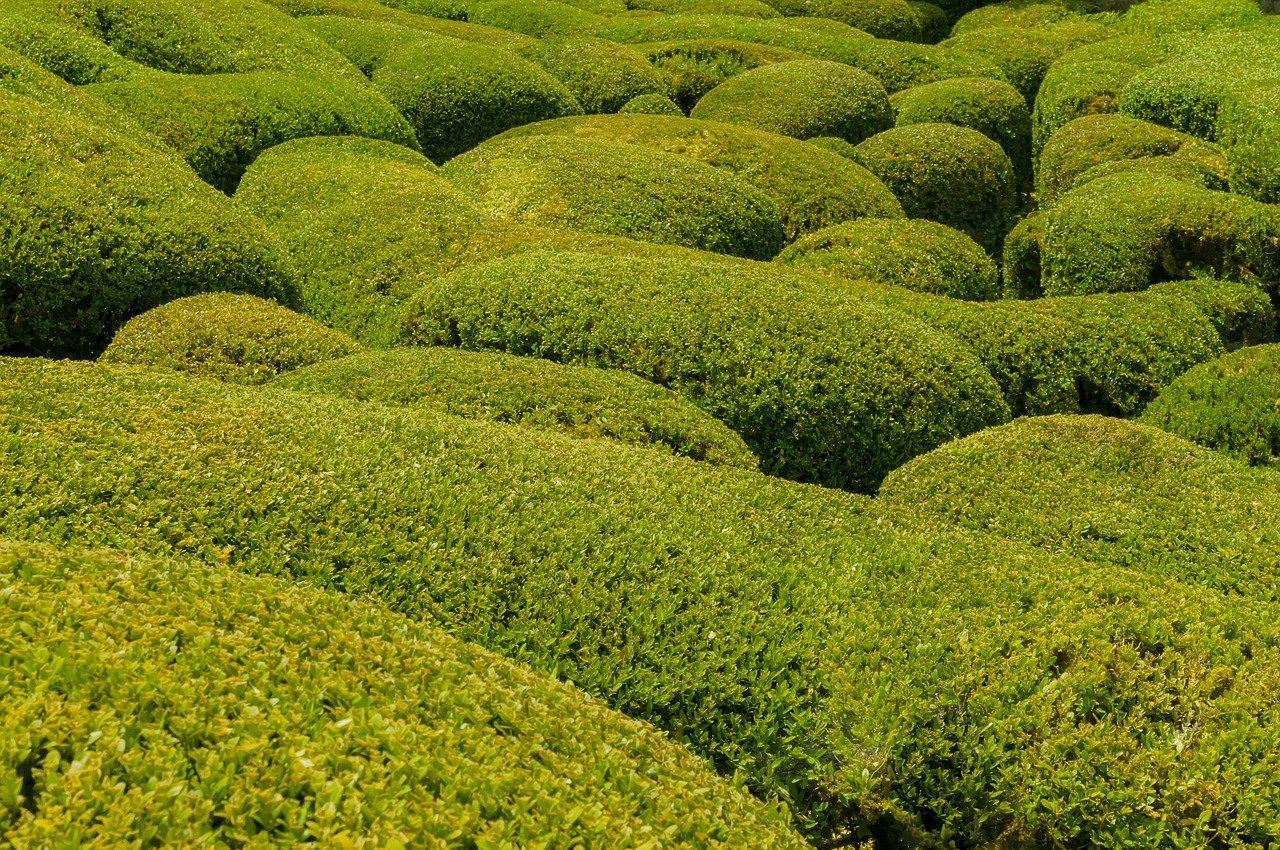 Buxus