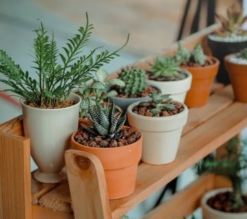 'Verzorgen van kamerplanten