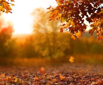 Herfstbladeren laten liggen