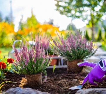 Tuinieren in het najaar