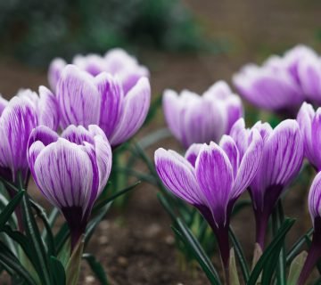 Tuin voorjaarsklaar maken