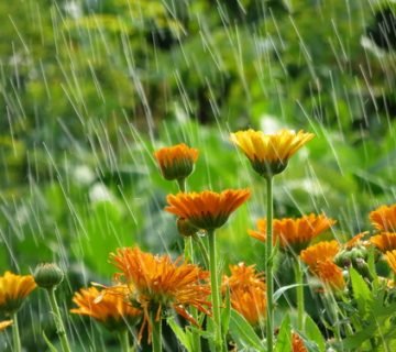 Wateroverlast voorkomen in tuin